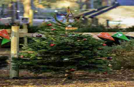 Christmas Trees at Moors Valley in Ringwood on 30 Nov