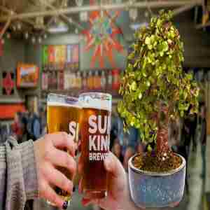 Bonsai and Brews at Sun King Brewing | Sarasota in Sarasota on 2 Jan