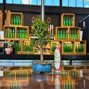 Bonsai and Brews at Yuengling Draft Haus in Tampa on 16 Jan