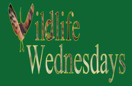 Wildlife Wednesdays Free Science Lectures in Alaska on 11 Dec