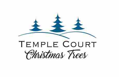 Temple Court Christmas Trees in England on 29 Nov