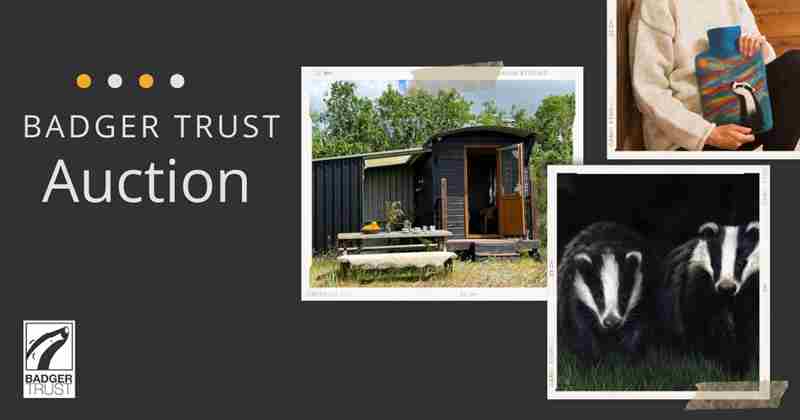 Badger Trust Winter Auction in Brighton on 3 Dec