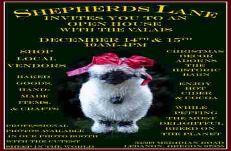 Christmas Farm Open House With The Valais - The Cutest Sheep In The World - Dec. 14 and 15 in Lebanon on 14 Dec