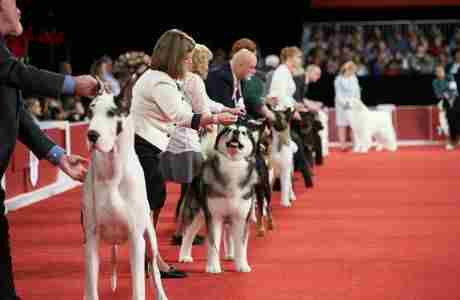 The Great American Dog Show in Tinley Park on 3 Jan