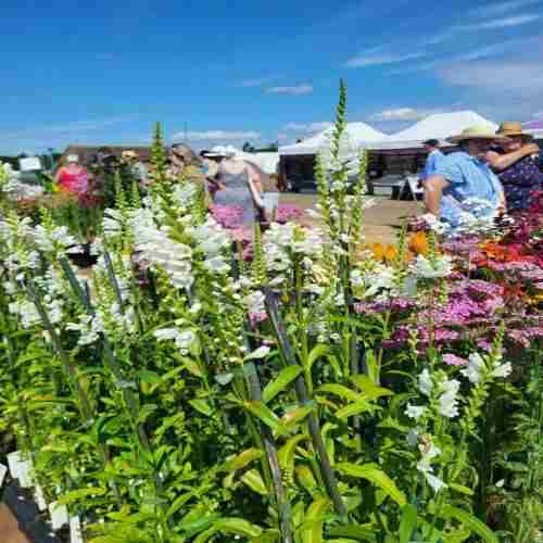 The Suffolk Garden Show 2025 in Ipswich on 19 Apr