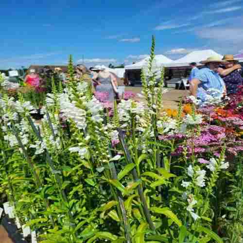 The Norfolk Garden Show 2025 in Norwich  New Costessey on 11 Jul