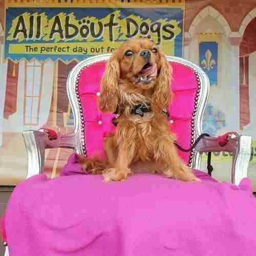 All About Dogs Show Hylands 2025 in Chelmsford on 4 May