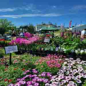 The National Flower Show 2025 in Writtle on 16 May