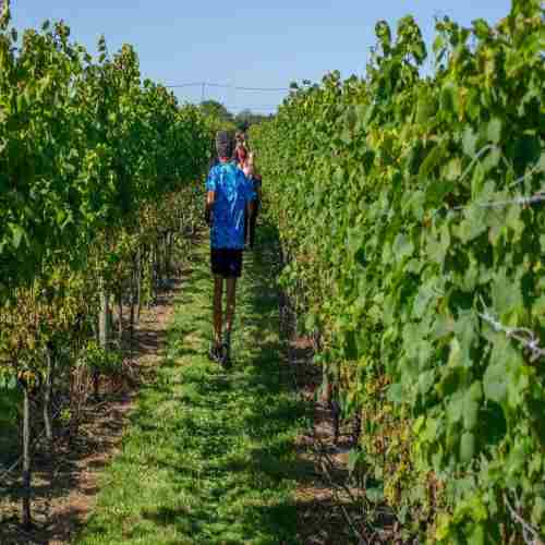 2025 Wine Run at Westport Rivers Vineyard and Winery - 5k in Westport on 14 Sep