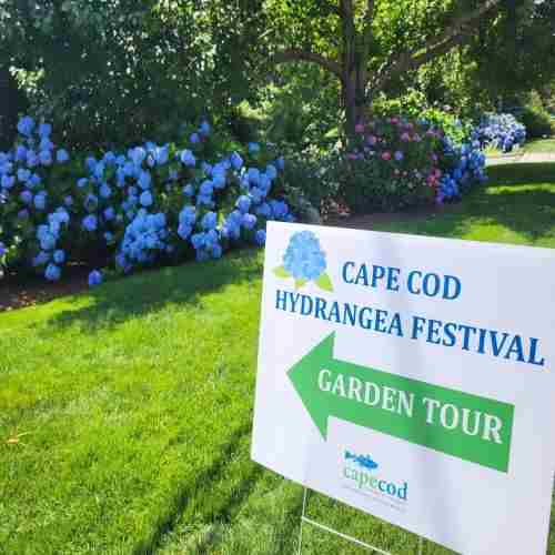 Cape Cod Hydrangea Festival: Cape-Wide Summer Garden Celebration in Massachusetts on 11 Jul