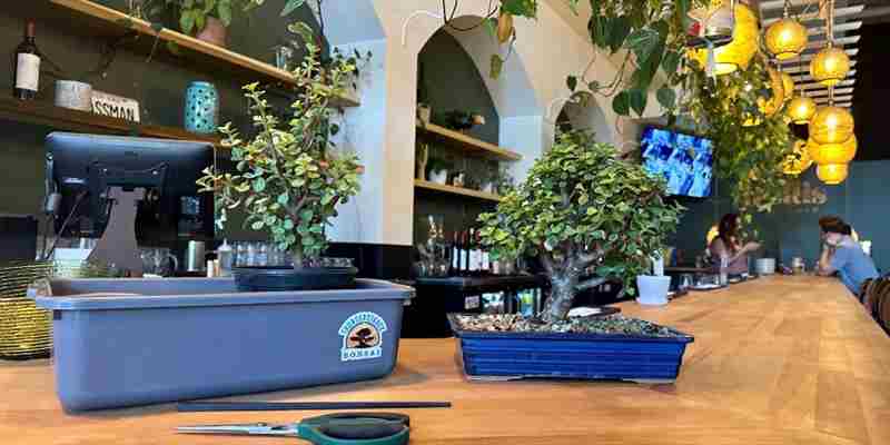 Bonsai and Brews at Trellis at Buchman Ybor City in Tampa on 8 Feb