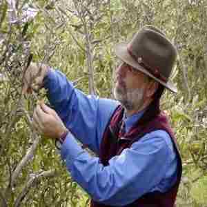 Caring for Your Fruit Trees: A Pruning Seminar with Paul Vossen, For the Backyard Gardener in Sebastopol on 18 Jan