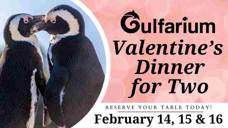 Valentine's Dinner for Two at the Gulfarium in Fort Walton Beach on 14 Feb