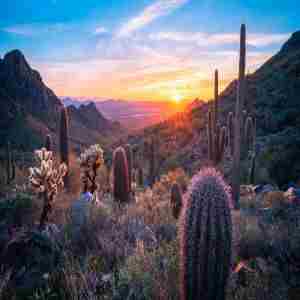 Mayo Clinic Surgical Pathology Update 2025 in Phoenix on 3 Apr