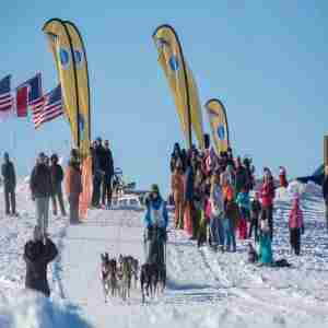 Pedigree Stage Stop Sled Dog Race in Jackson on 31 Jan