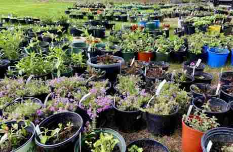 Spring Plant Sale in Amherst on 10 May