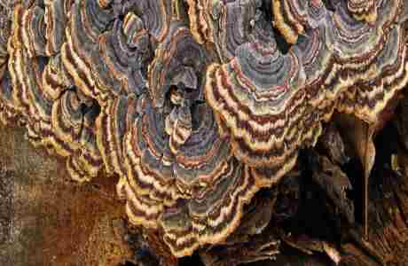 After Dark: Wondrous Fungus in San Francisco on 6 Feb