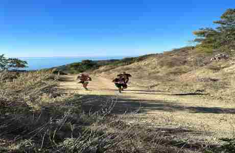 Catalina Island Marathon, 10K, 5K in California on 08 March 2025