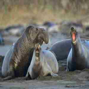 Ano Nuevo State Park - Seal Adventures in Pescadero on 1 Feb