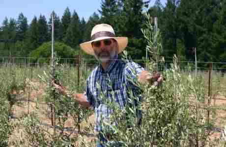 Caring for Your Backyard Olive Orchard ~ A Seminar with Paul Vossen in Sebastopol on 01 March 2025