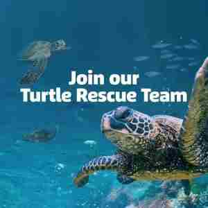 Turtle Rescue Team Event at SEA LIFE Michigan Aquarium in Auburn Hills on 13 Feb