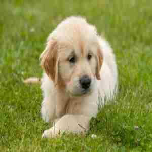 Want to become a Puppy Raiser for Guide Dogs? Come to our information session. in Romford on 13 Feb