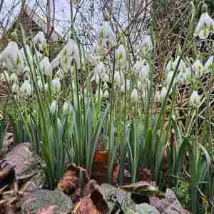 NGS Charity Snowdrop Garden Opening at Gable House, Redisham Nr Beccles NR34 8NE in Beccles on 16 Feb