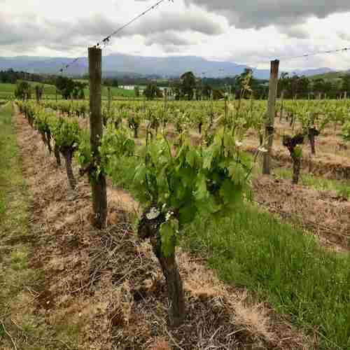 Thursday Night Wine: Class–Demystifying Chardonnay in Renton on 13 Mar