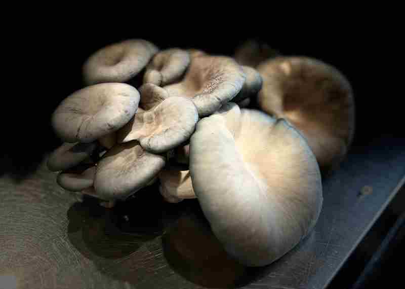 Misty Meadow Farm Mushroom Dinner with Patowmack Farm in Lovettsville on 23 Mar