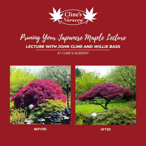 PRUNING YOUR JAPANESE MAPLE LECTURE in Shelby on 22 Feb