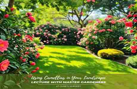 USING CAMELLIAS IN YOUR LANDSCAPE LECTURE in Shelby on 8 Mar