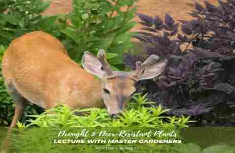 DROUGHT AND DEER-RESISTANT PLANT LECTURE in Shelby on 29 Mar