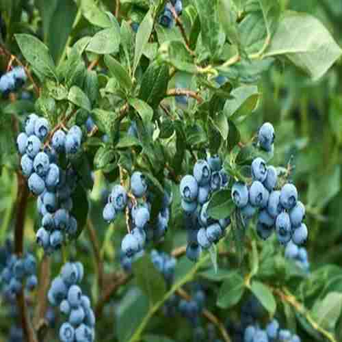 Blueberries in the Home Garden in Manchester-by-the-Sea on 27 Feb