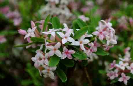 Wholesale Plant Nursery Open to the Public in Cuxham on 1 Mar