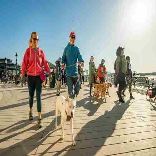 ALX Dog Walk Event and Sustainability Festival in Alexandria on 5 Apr